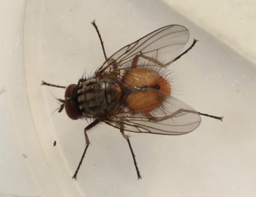Réf. 318 736 : Phaonia subventa